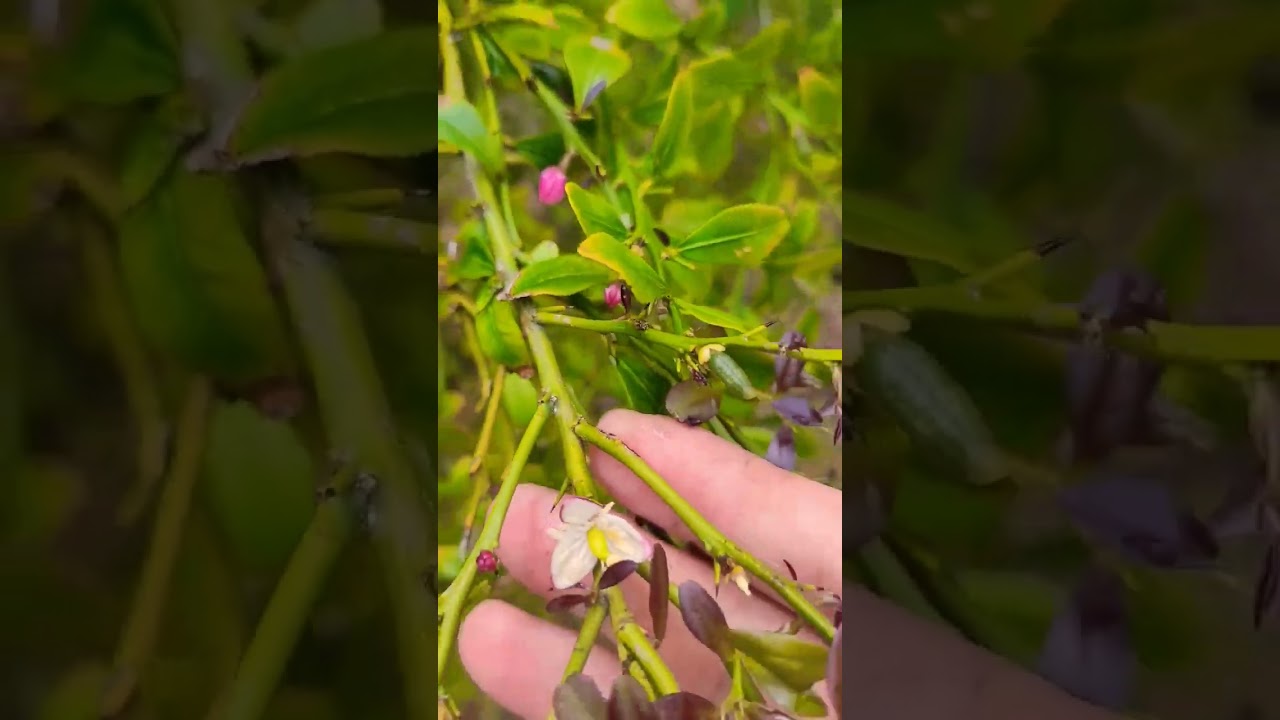 Thai Finger Lime Tree | Chanh Móng Tay Úc @q-liciouskitchen 