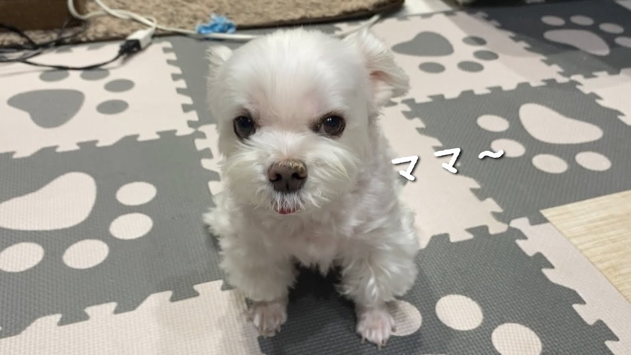 I couldn't help but panic, wondering if my dog ​​was feeling