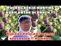 PULANG KERJA HUNTING LOKASI PANEN BUAH !!! BUKANYA PULANG MALAH BLAKRAK AN !! Hahaha