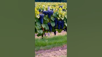 Grapes.New.2024 #grapevine #fruit #grapegrowing #fruits #grapeharvest #wine #grape #vineyard