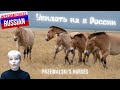 Intermediate Russian Listening: Увидеть их в России... (Przewalski's horses)