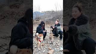 跟大家汇报下今天的遛藏獒任务【藏獒加布】 #dog #pets #加布 #萌宠 #藏獒 #宠物 #狗狗 #可爱 #shorts