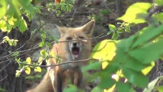 Fox yells at it's kids to go home by Pup Property 1,350 views 2 years ago 3 minutes, 42 seconds