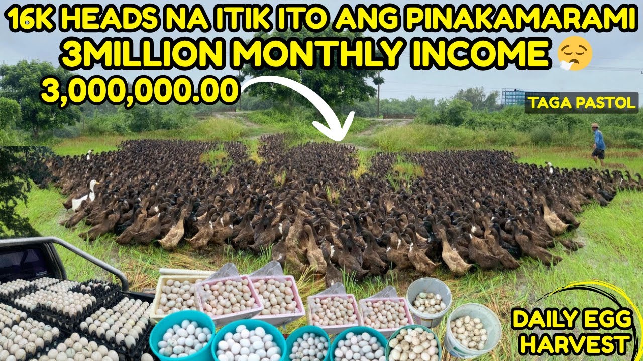 3MILLION INCOME MONTHLY- 16k HEADS NA ITIK ITO ANG PINAKAMARAMI - PASTOL UMULAN MAN UMARAW | FARMER