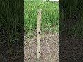 Isolador Tipo W — Aplicação Correta na Cerca Elétrica #cercaeletrica #isolador #agro #roça #shorts