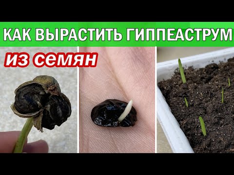 Амариллис из семян в домашних условиях