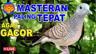 suara burung Perkutut LOKAL gacor, suara mengundang bunyi