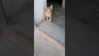 cat voice #shorts_video #viral #kittens #cats