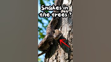Do snakes climb trees ?