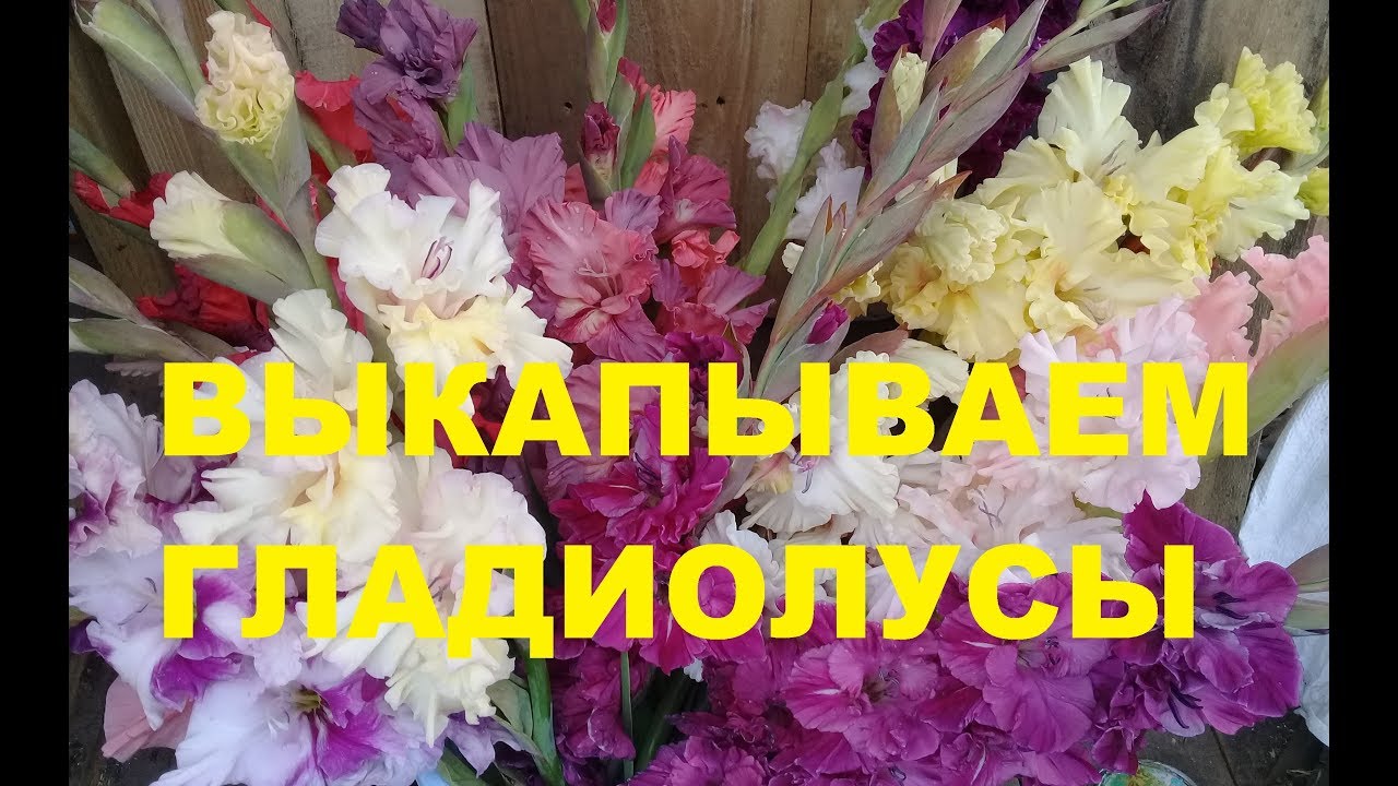 Когда выкапывать гладиолусы? Обработка гладиолусов. Мои два способа.