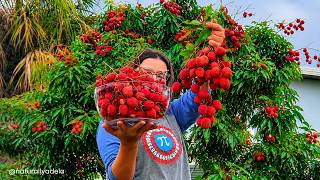 Harvesting YUMMY Red Lychees in my Florida Garden & Taste Testing Sweetheart Lychee Fruit