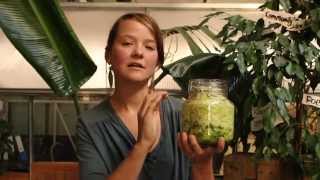 How to make raw fermented sauerkraut / How to make live sauerkraut