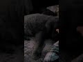 kitty
