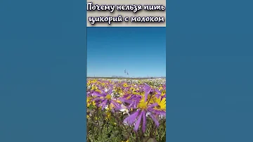 Почему нельзя пить цикорий с молоком? #shorts