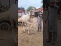 horse dance videos 📸