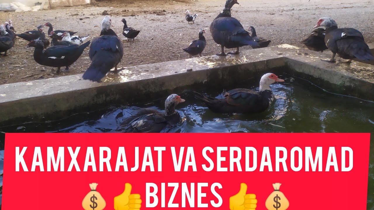 INDUKUTKA Bu biznesni xoziroq boshlang .☎998992000560