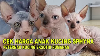 HARGA ANAK KUCING SPHYNX PETERNAK RUMAHAN