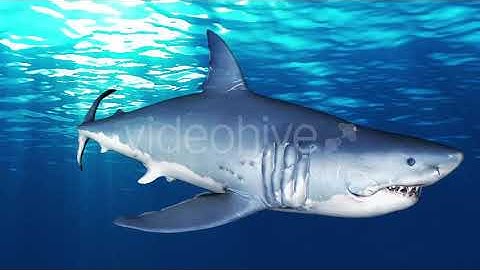 Shark Attack V10 | Motion Graphics - Envato elements