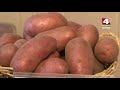 Самая вкусная белорусская картошка – в Могилевской области [БЕЛАРУСЬ 4| Могилев]
