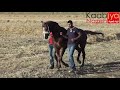 دحية الخيل العربية الأصيلة عبد حامد دحية Arabian_Horse شعبيات فلسطين خيل فلسطين mp3