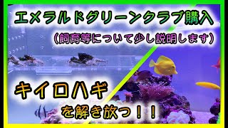 【海水魚水槽・サンゴ水槽】エメラルドグリーンクラブ購入　キイロハギを解き放つ！！