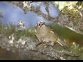 Goldcrest Troodos