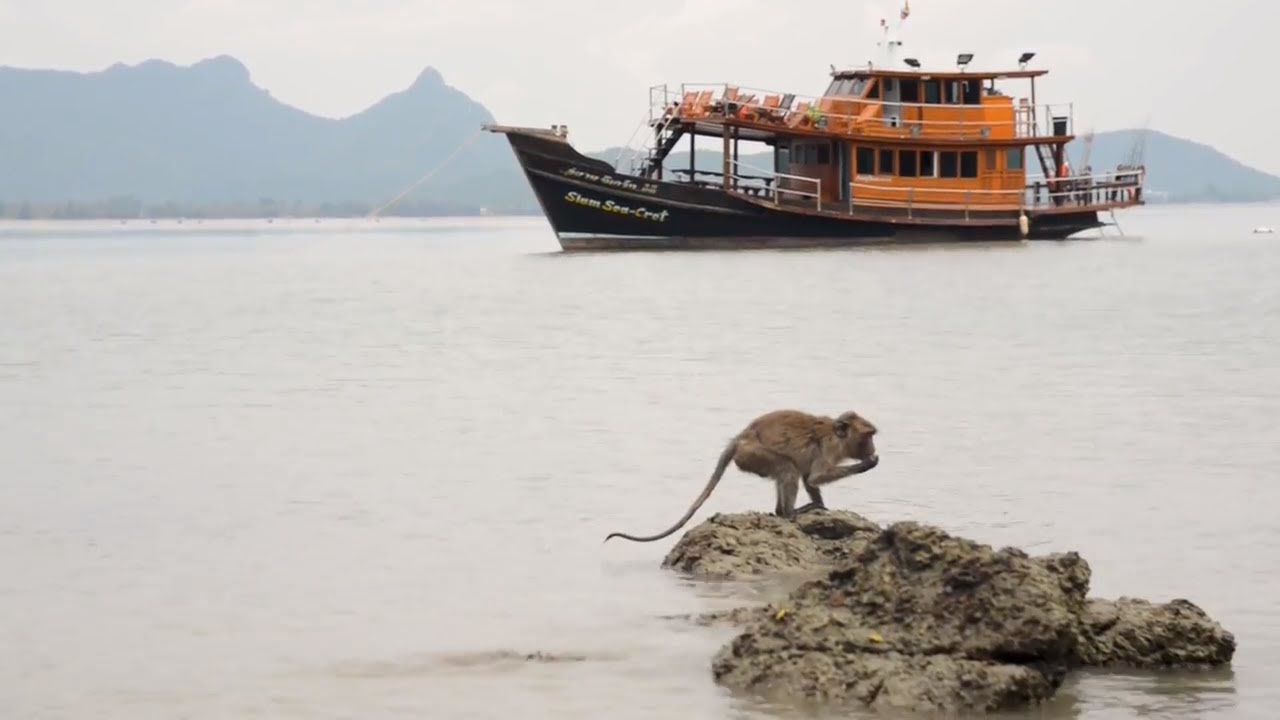 Dolphin Bay & Monkey Island 