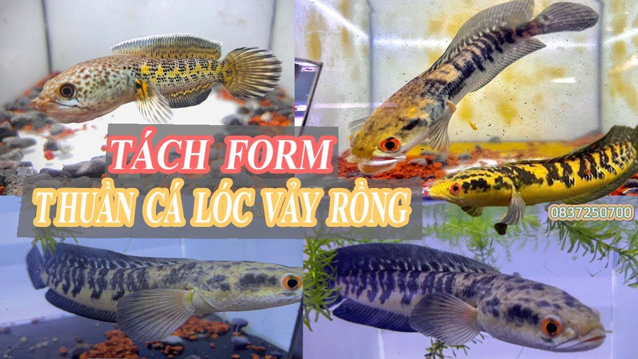 TÁCH FORM BẦY CÁ LÓC NHỎ - CẬP NHẬT VÀ CHIA SẼ KINH NGHIỆM NUÔI CÁ LÓC# ...