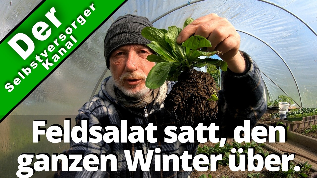 Feldsalat satt, den ganzen Winter über.