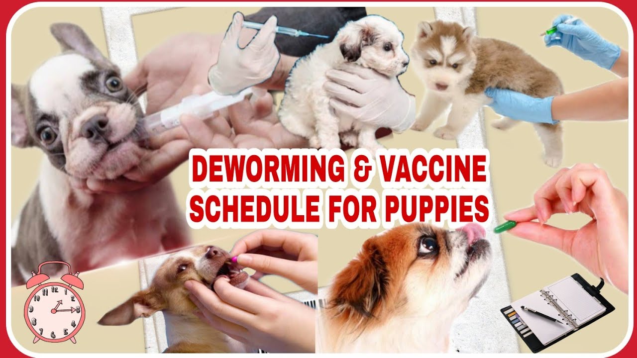 Deworming Schedule For Puppies / Safe Guard 1GM Canine Dewormer