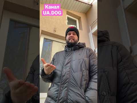 Почему кормить собаку правильно так сложно? «4/100 вопросов про натуральное питание #собаки »