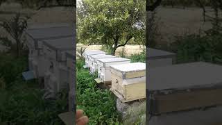 Kovan Tarlaci Arı Popilasyon Artirmada Pratik Teknik