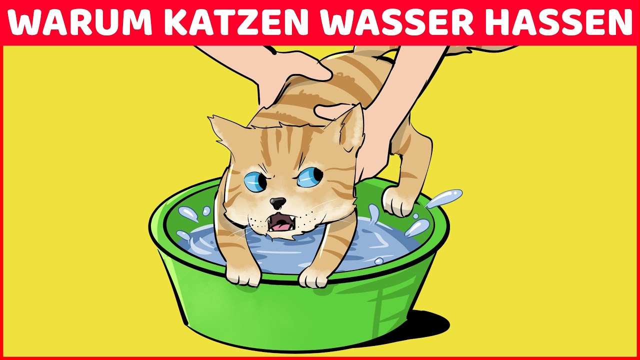 Se puede bañar a los gatos