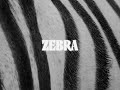 Ko ko mo  zebra official