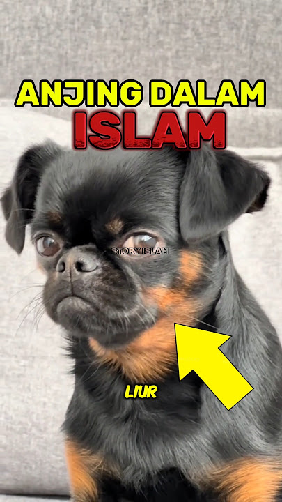 Kenapa Islam Benci Anjing ?