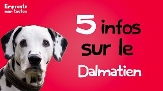 5 infos sur le Dalmatien