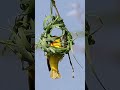 Village Weaver Birds: Africa&#39;s Most Beautiful Bird:The Art of Weaving #shorts #birds #africa #reels