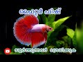 Betta fish malayalam |betta fish caring and breeding |fighter fish |review and details malayalam