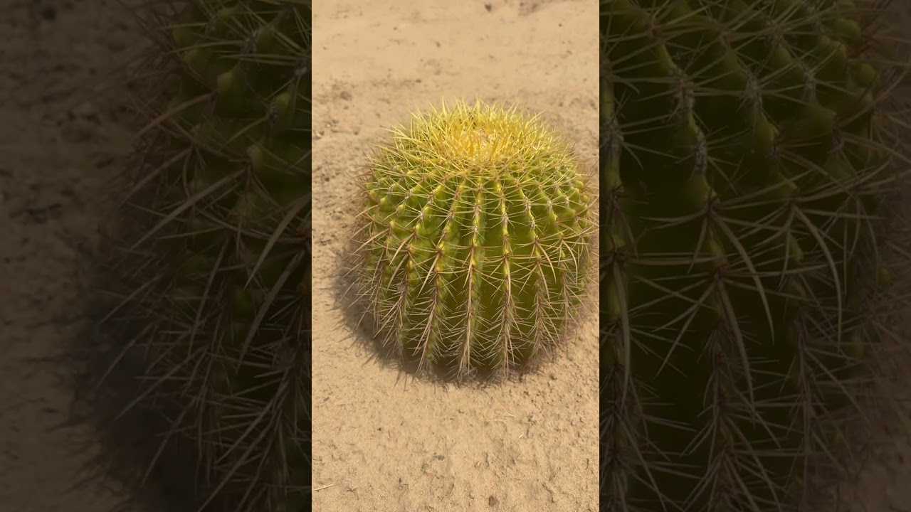 Desert garden 🪴🌿