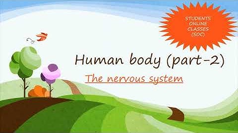 THE NERVOUS SYSTEM/ HUMAN BODY (part-2)/ science/ class 5/brain #studentonlineclasses soc