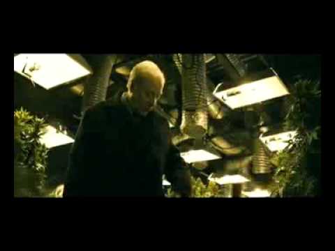Harry Tangerine.mp4