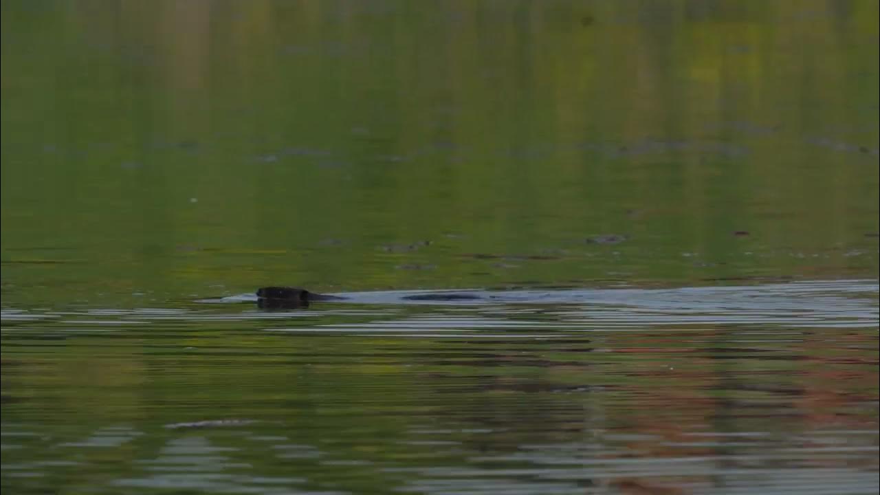 Two North American Beavers dive to the underwater entrance to their