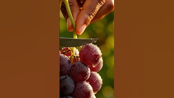 Macro Close-Up — Inside a Fresh Grape 💧🍇