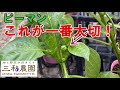 「ピーマン」これがないと収穫開始が遅くなるばかりか、なりグセが付かないので収穫量が減ります！（2024.4.24）