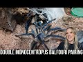 DOUBLE MONOCENTROPUS BALFOURI PAIRING (Socotra Island blue baboon tarantula)