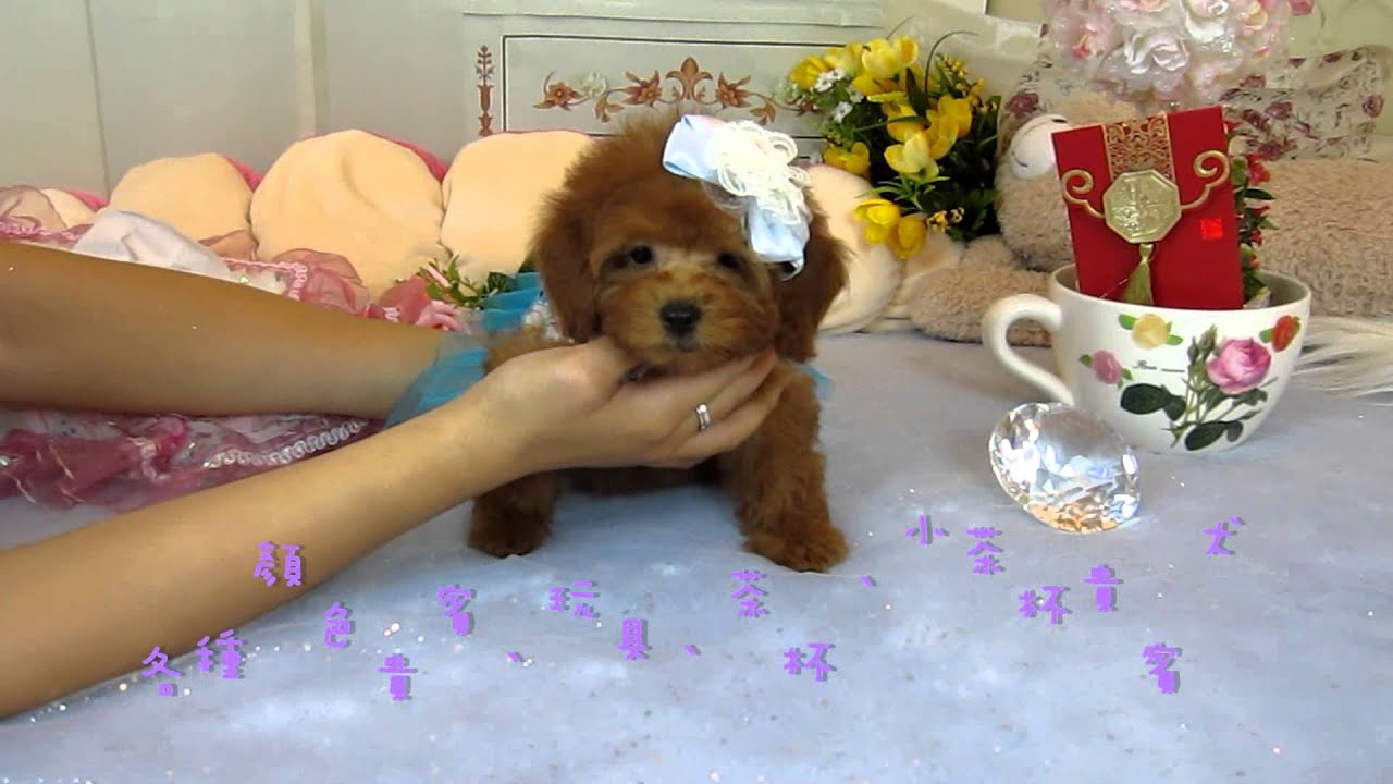 Teacup Toy Poodle Tiny Toy Poodle 956 Teacup poodle Toy poodle