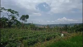 SUASANA PAGI KAMPUNG KIARAJANGKUNG