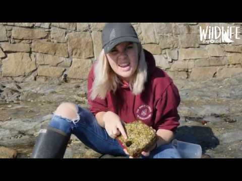facts management Wildlife Exposed Promo (Join the channel)
