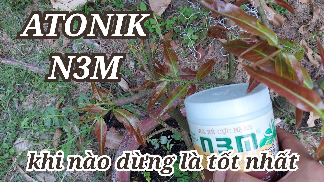 Dùng N3M , ATINIK đến khi nào , chăm sóc phục hồi mai vàng đúng cách
