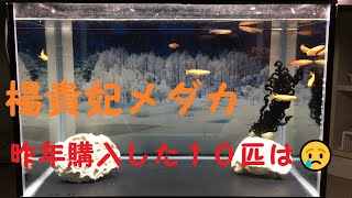 楊貴妃メダカ　昨年購入した１０匹　残念／Ten medaka fish purchased last year are dead. Three medaka children are alive.